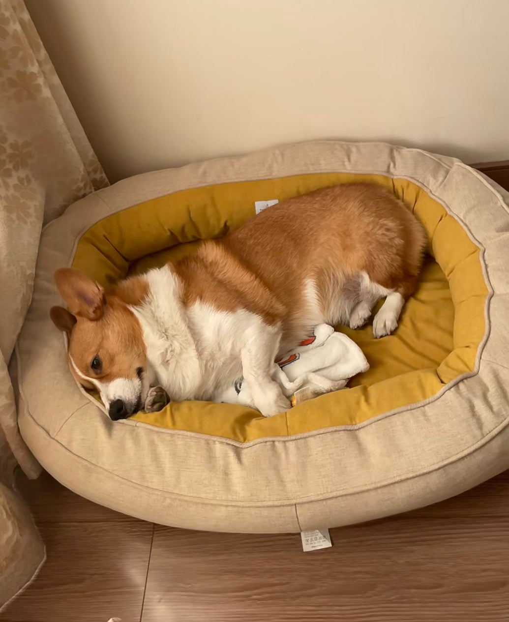 Charlie Dog Sofa Beds